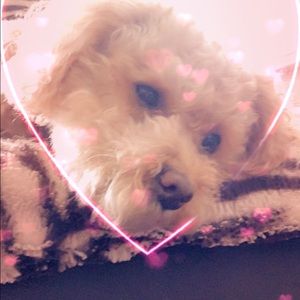 Meet your Posher, Emilia